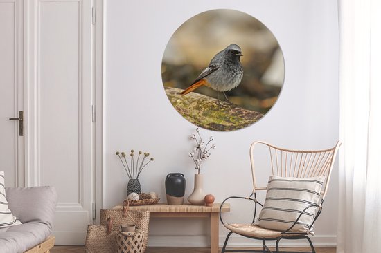 Rougequeue mâle noir sur un morceau de bois flotté Cercle mural aluminium ⌀ 120 cm - Tirage photo sur cercle mural / cercle vivant / cercle jardin (décoration murale) XXL / Groot format!