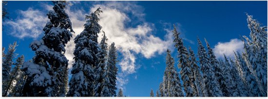 WallClassics - Poster Glanzend – Hoge Smalle Bomen in de Sneeuw met Zon - 60x20 cm Foto op Posterpapier met Glanzende Afwerking