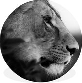 WallCircle - Cercle mural - Cercle mural - Lion - Animaux sauvages - Jungle - Zwart - Wit - Aluminium - Dibond - 60x60 cm - Intérieur et Extérieur