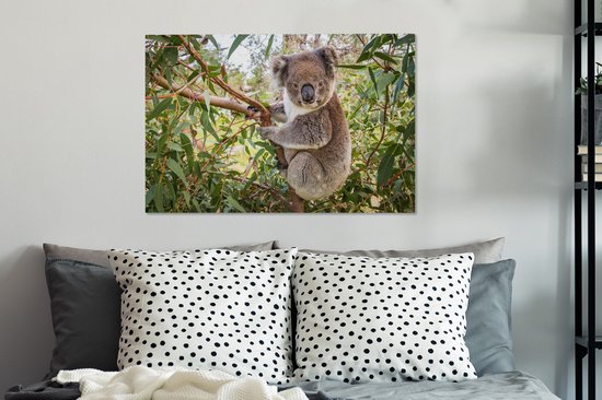 Koala dans un arbre Toile 80x60 cm - Tirage photo sur toile (Décoration murale salon / chambre) / Peintures sur toile Animaux