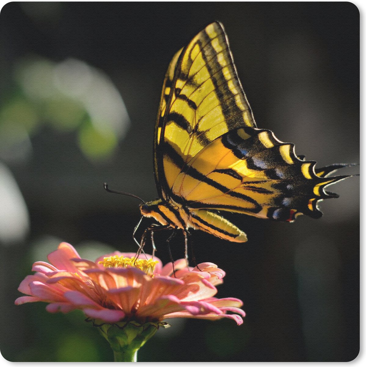 Muismat 30x30 cm - Mousepad Vlinder - Botanisch - Bloem - Muismatten