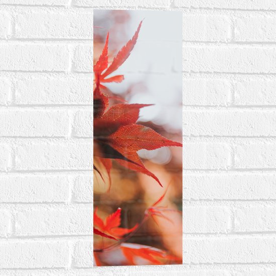 WallClassics - Muursticker - Close up van Rode Herfstbladeren - 20x60 cm Foto op Muursticker