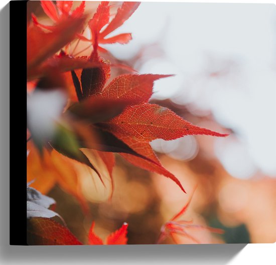 WallClassics - Toile - Gros plan sur feuilles d'automne rouges - Photo sur toile 30x30 cm (Décoration murale )