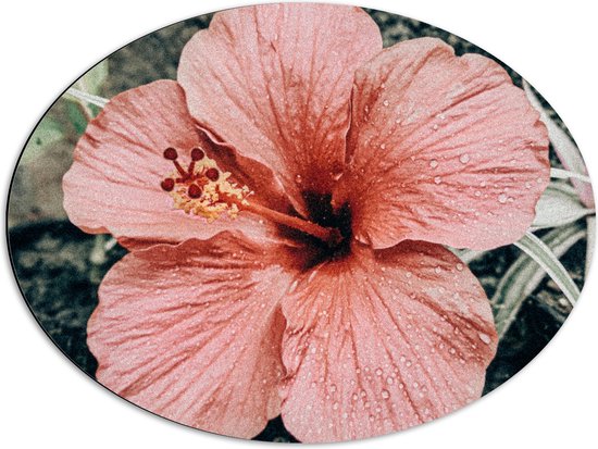 WallClassics - Dibond Oval - Shoeblackplant Pink - 68x51 cm Photo sur Ovale (avec système de suspension)