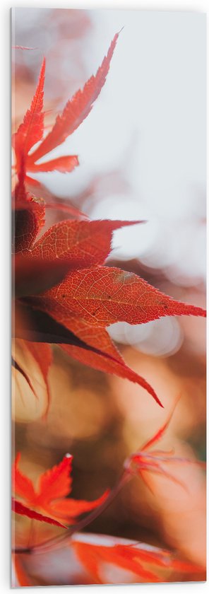 WallClassics - Acrylglas - Close up van Rode Herfstbladeren - 30x90 cm Foto op Acrylglas (Wanddecoratie op Acrylaat)