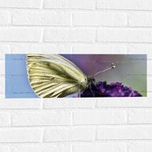 WallClassics - Muursticker - Witte Vlinder op Paarse Bloem - 60x20 cm Foto op Muursticker