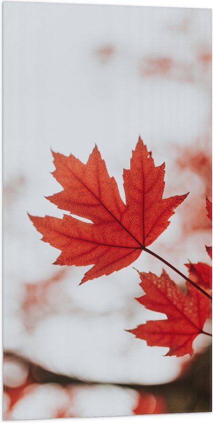 WallClassics - Vlag - Vooraanzicht van Rood Blad - 50x100 cm Foto op Polyester Vlag