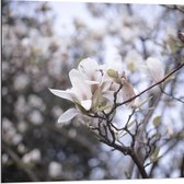 WallClassics - Dibond - Bloem Witte solitaire sur branche - 80x80 cm Photo sur aluminium ( Décoration murale en métal)