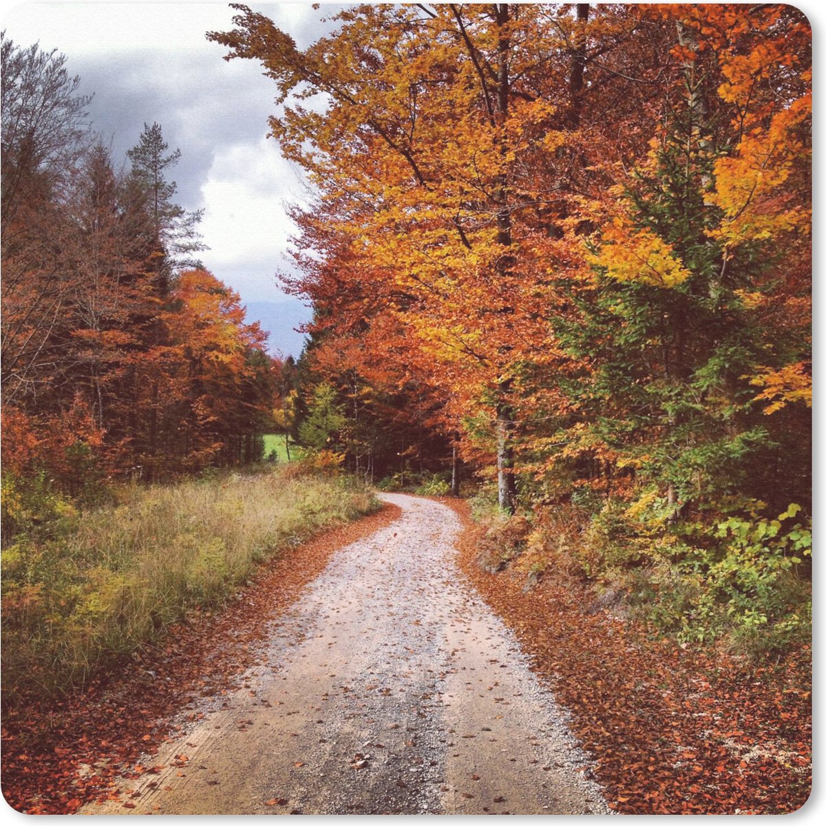 Muismat 30x30 cm - Mousepad Herfst - Herfstbladeren - Pad - Bos - Muismatten
