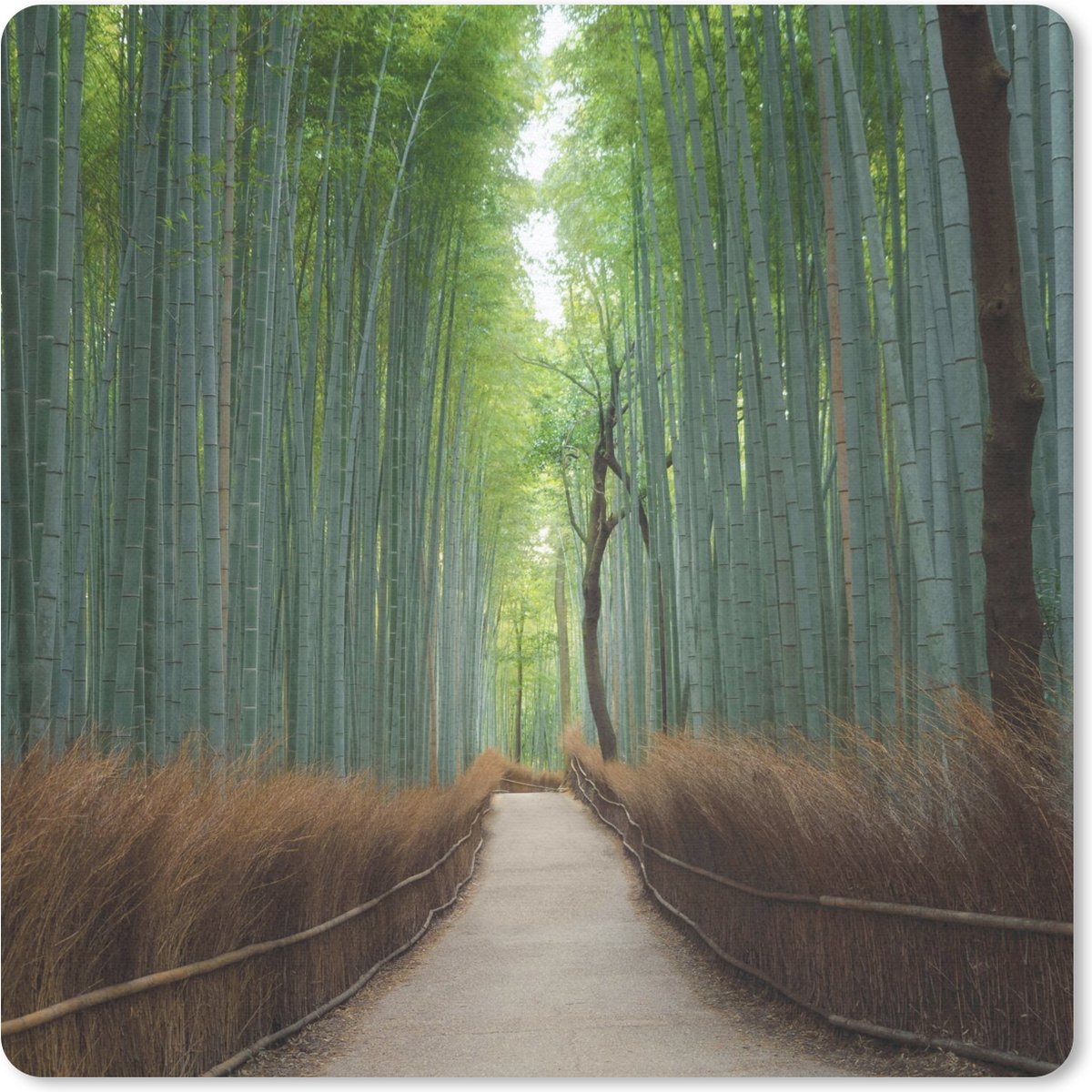 Muismat 30x30 cm - Mousepad Bamboe - Pad - Bos - Muismatten