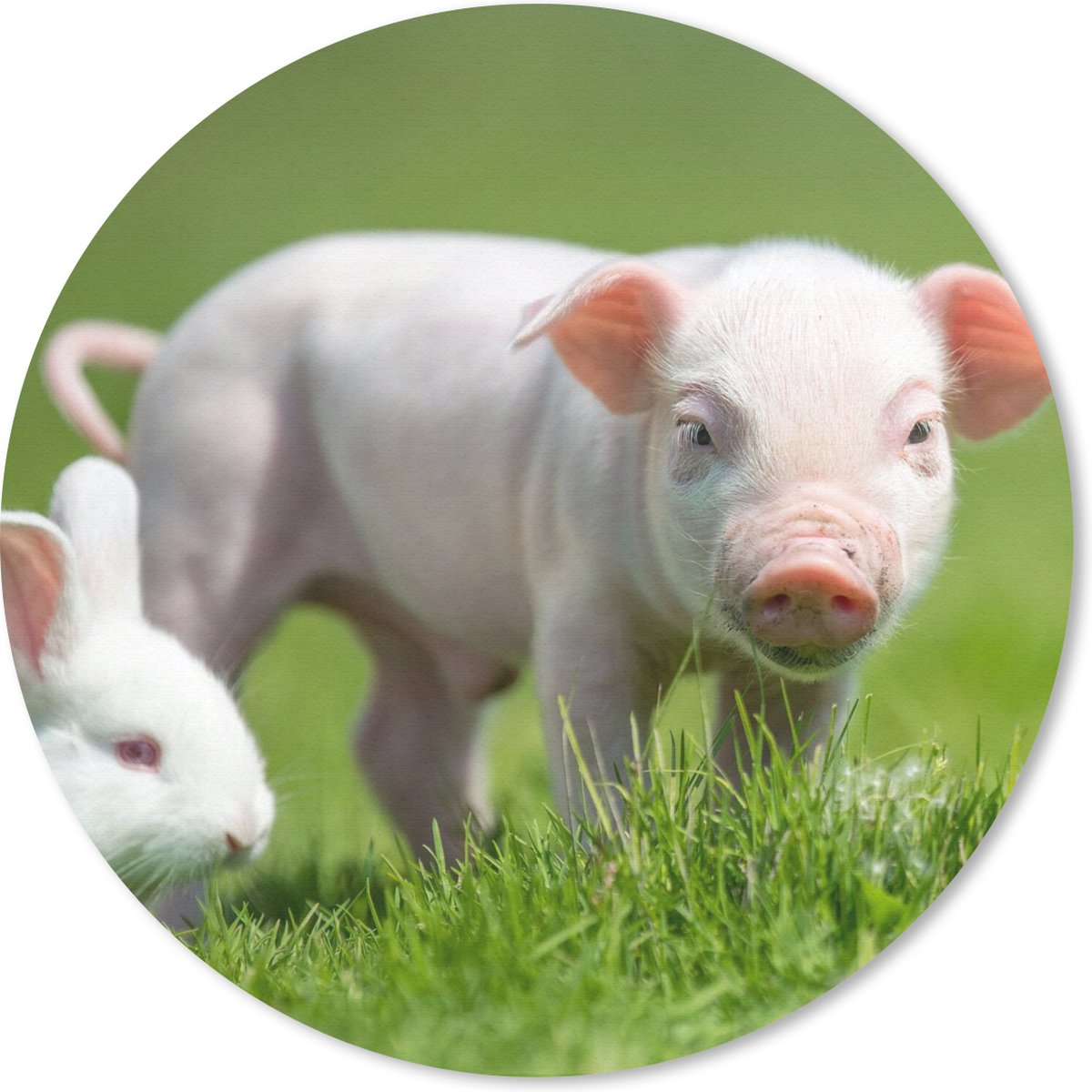 Muismat - Mousepad - Rond - Biggetje - Konijn - Dieren - 40x40 cm - Ronde muismat