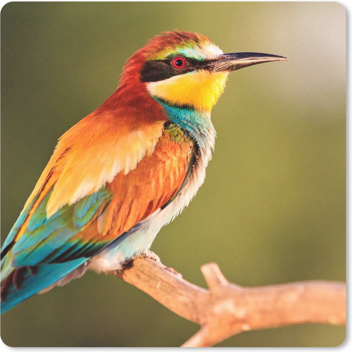 Muismat 20x20 cm - Mousepad Vogels - Bijeneter - Regenboog - Dieren - Muismatten