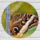WallClassics - Muursticker Cirkel - Bruine Vlinder - 40x40 cm Foto op Muursticker