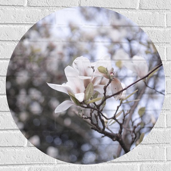 WallClassics - Muursticker Cercle - Bloem Witte Solitaire sur Branche - 70x70 cm Photo sur Muursticker