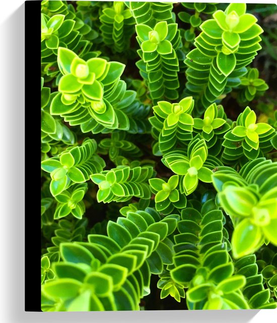 WallClassics - Toile - Belles plantes vertes d'en haut - 30x40 cm Photo sur toile (Décoration murale sur toile)
