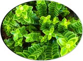WallClassics - Dibond Ovaal - Leuke Groene Plantjes van Boven - 28x21 cm Foto op Ovaal (Met Ophangsysteem)