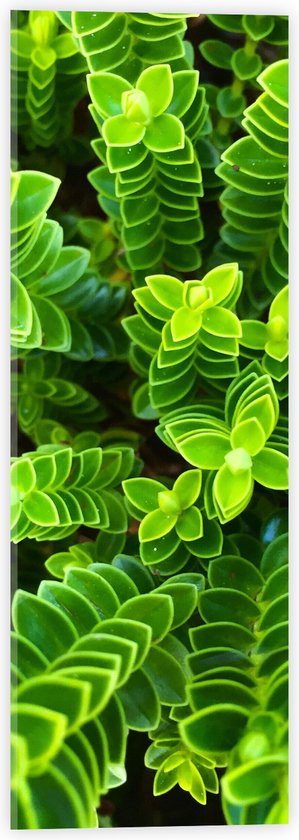 WallClassics - Acrylglas - Leuke Groene Plantjes van Boven - 20x60 cm Foto op Acrylglas (Met Ophangsysteem)