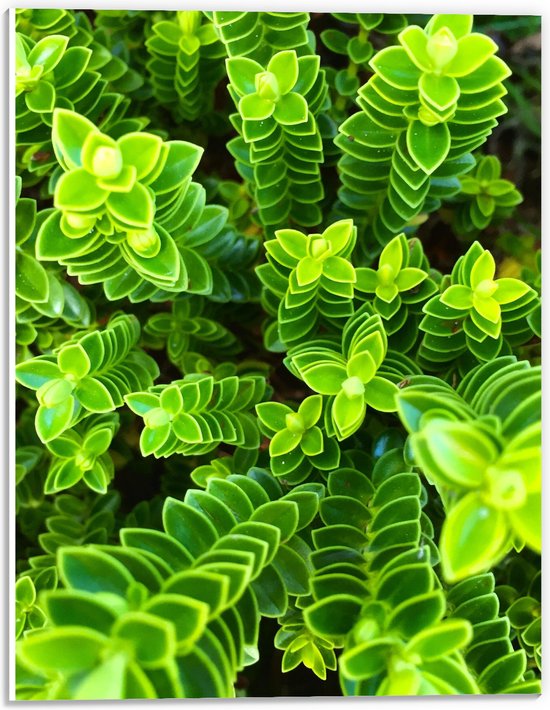 WallClassics - Panneau en mousse PVC - Jolies plantes vertes vues d'en haut - Photo 30x40 cm sur panneau en mousse PVC