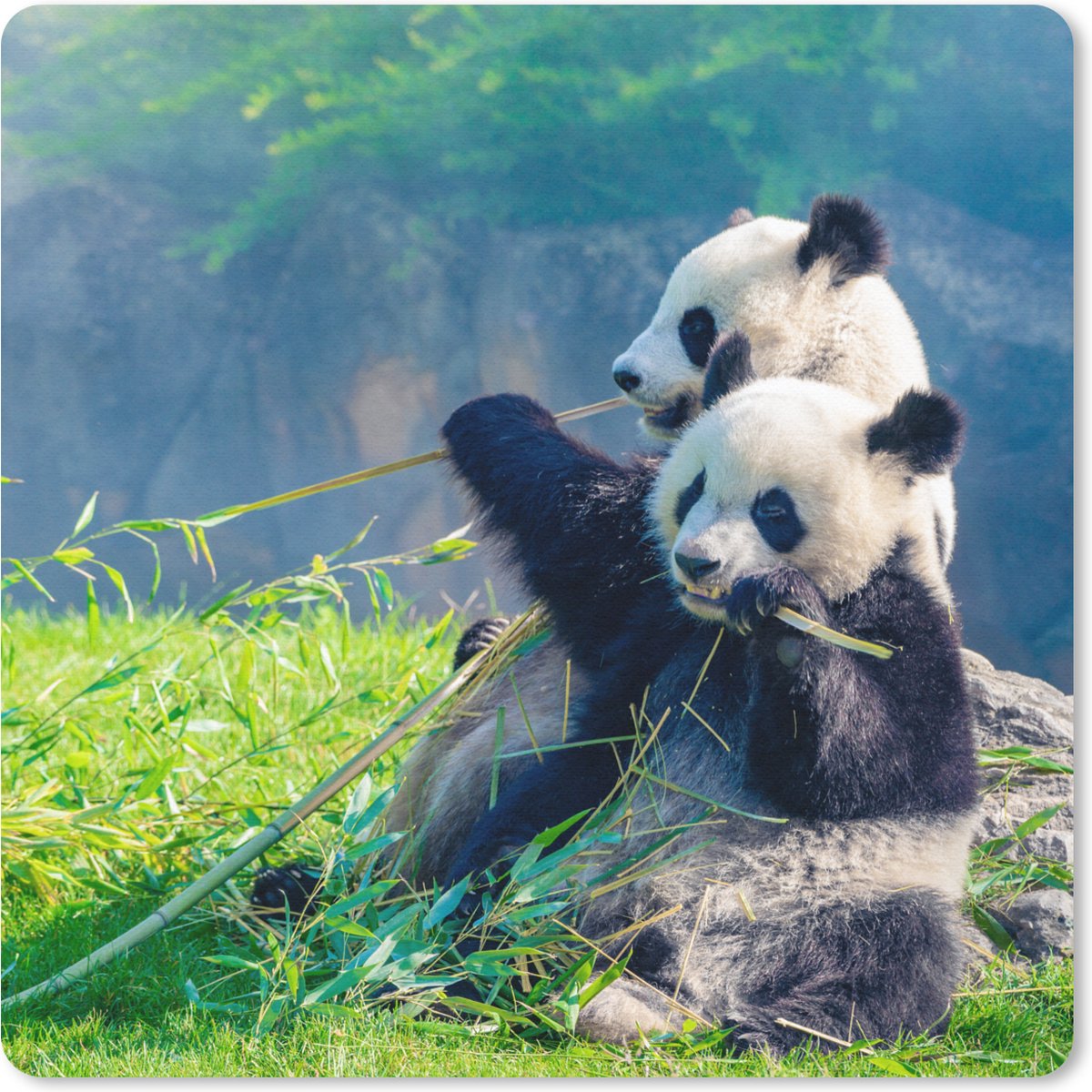 Muismat 30x30 cm - Mousepad Panda - Bamboe - Gras - Dieren - Muismatten