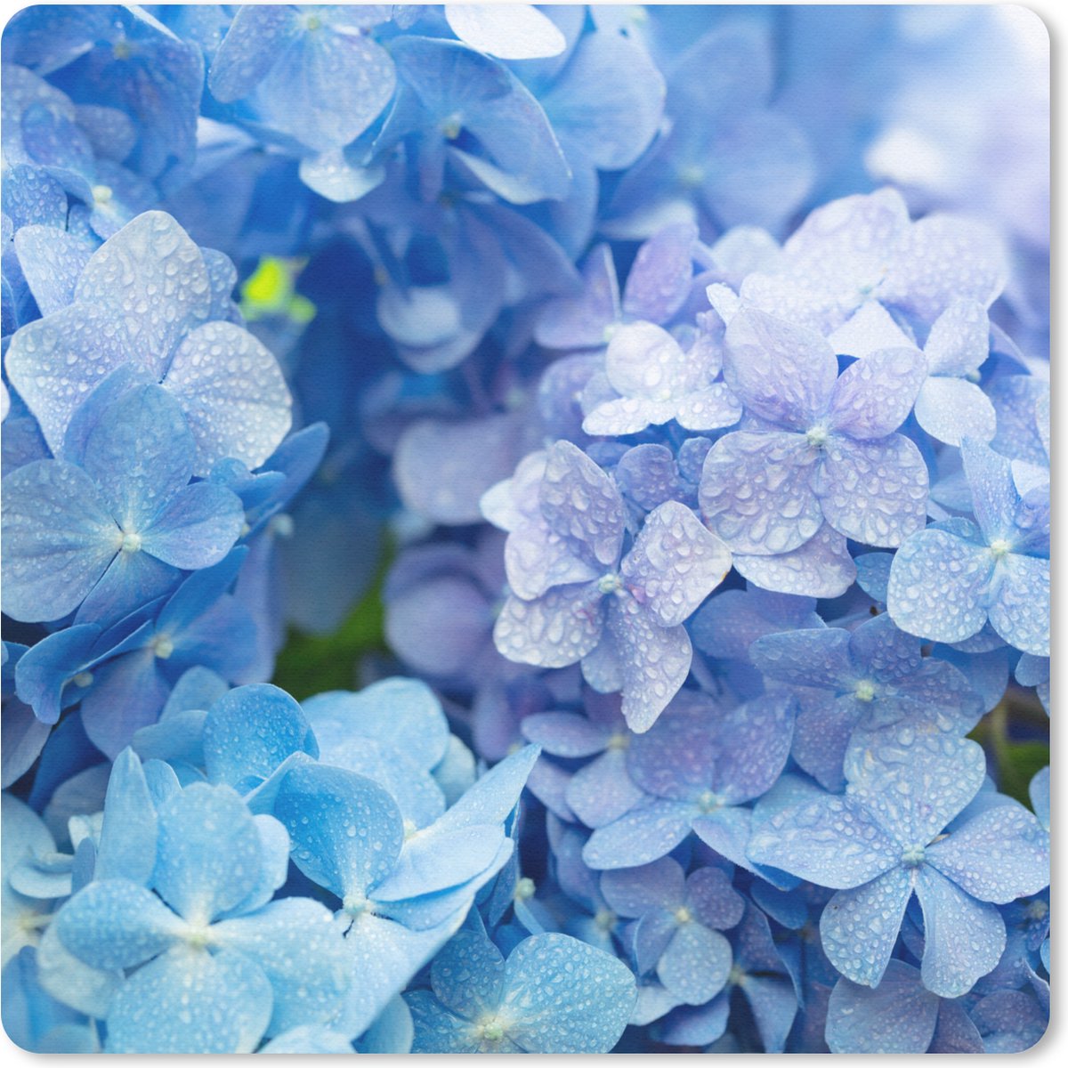 Muismat 20x20 cm - Mousepad Hortensia - Waterdruppel - Bloemen - Botanisch - Blauw - Muismatten
