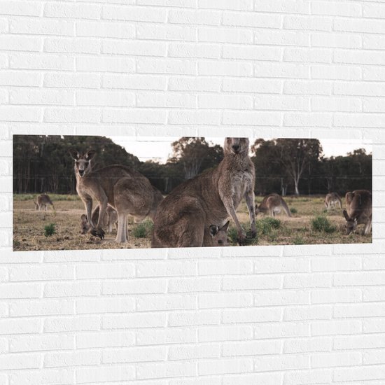 WallClassics - Muursticker - Kangeroe's in Australië - 150x50 cm Foto op Muursticker