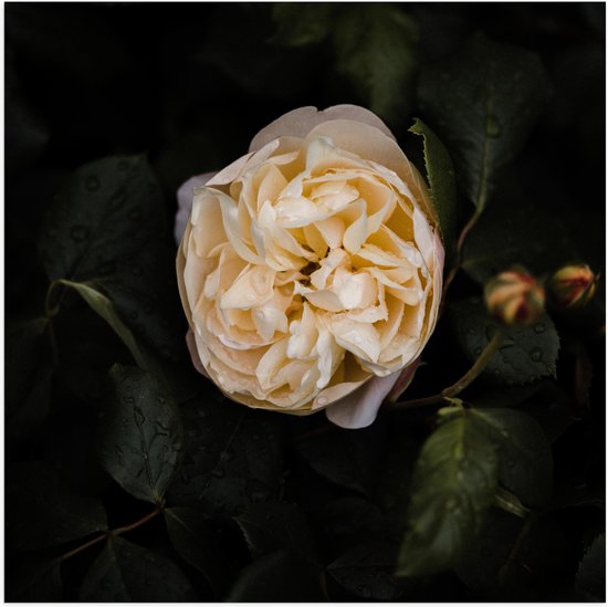 WallClassics - Poster Glossy – Witte Tree Rose - 50x50 cm Photo sur Papier Poster avec Finition Brillante