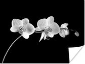 Poster Orchidee - Bloemen - Zwart - Roze - Knoppen - 80x60 cm