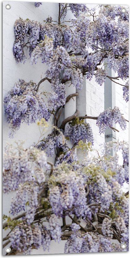 WallClassics - Tuinposter – Blauweregen Bloemen tegen de Muur - 50x100 cm Foto op Tuinposter  (wanddecoratie voor buiten en binnen)