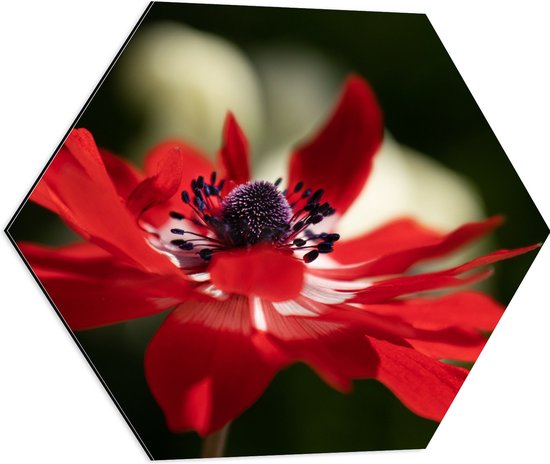 WallClassics - Dibond Hexagon - Bloeiende Rode Tuinanemoon - 60x52.2 cm Foto op Hexagon (Met Ophangsysteem)