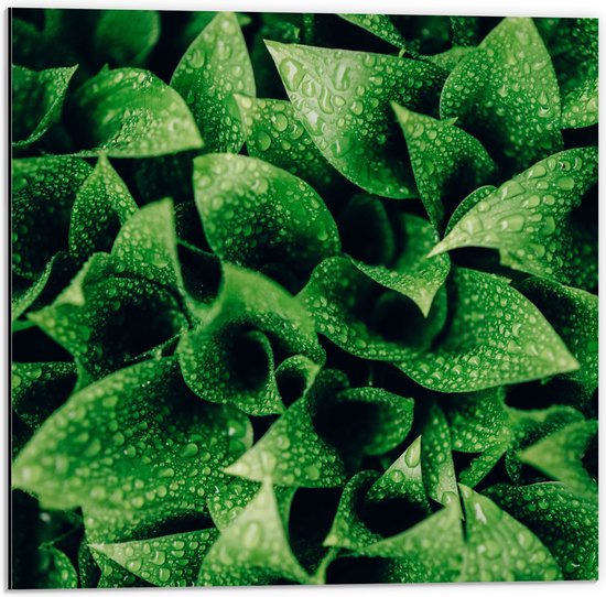 WallClassics - Dibond - Gouttes d'eau en gros plan sur plante verte - Photo 50x50 cm sur aluminium (avec système de suspension)