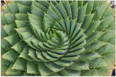 WallClassics - Poster Glossy – Spiral Cactus - 60x40 cm Photo sur Papier Poster avec Finition Brillante