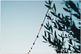WallClassics - Poster (Matte) - Guirlande de Lampes avec Branches Vertes - 60x40 cm Photo sur Papier Poster à l'Aspect Mat
