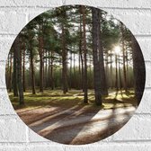 WallClassics - Muursticker Cercle - Sentiers pédestres en forêt - 40x40 cm Photo sur Muursticker