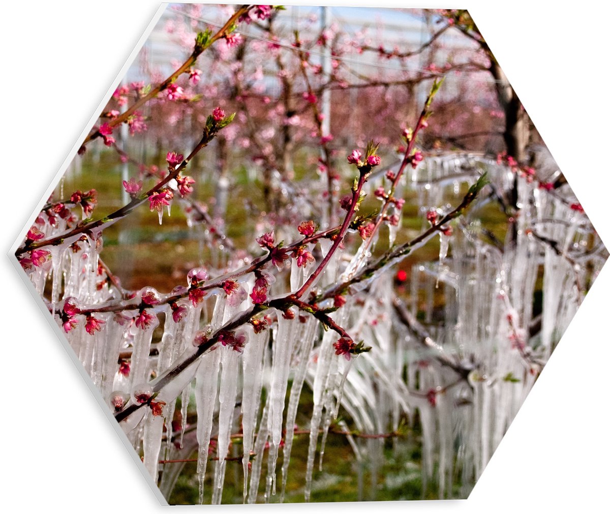 PVC Schuimplaat Hexagon - IJspegels aan Bloesemboom - 30x26.1 cm Foto op Hexagon (Met Opha