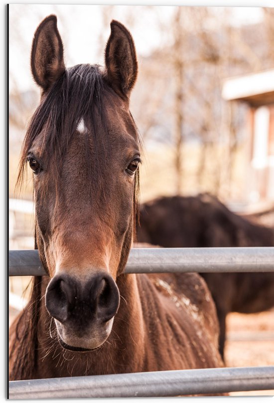 WallClassics - Dibond - Bruin Paard achter Hek - 50x75 cm Foto op Aluminium (Wanddecoratie van metaal)