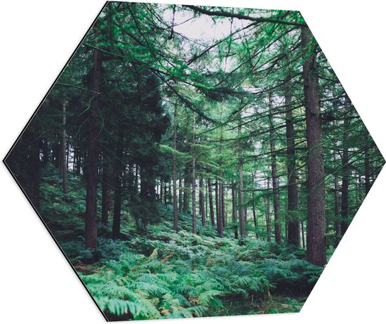 WallClassics - Dibond Hexagon - Dicht Begroeid Bos - 80x69.6 cm Foto op Hexagon (Met Ophangsysteem)