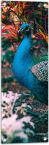 WallClassics - Tuinposter – Prachtige Blauw Groene Pauw - 30x90 cm Foto op Tuinposter  (wanddecoratie voor buiten en binnen)