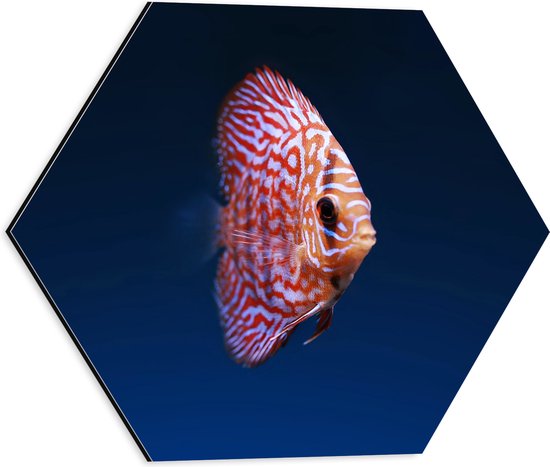 WallClassics - Dibond Hexagon - Wit Oranje Discus Vis - 40x34.8 cm Foto op Hexagon (Met Ophangsysteem)