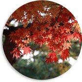 WallClassics - Cercle mural en panneau de mousse PVC - Feuilles rouges sur arbre - Photo 50x50 cm sur cercle mural (avec système de suspension)