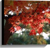 WallClassics - Toile - Feuilles Rouges sur Arbre - 40x40 cm Photo sur Toile Peinture (Décoration murale sur Toile)