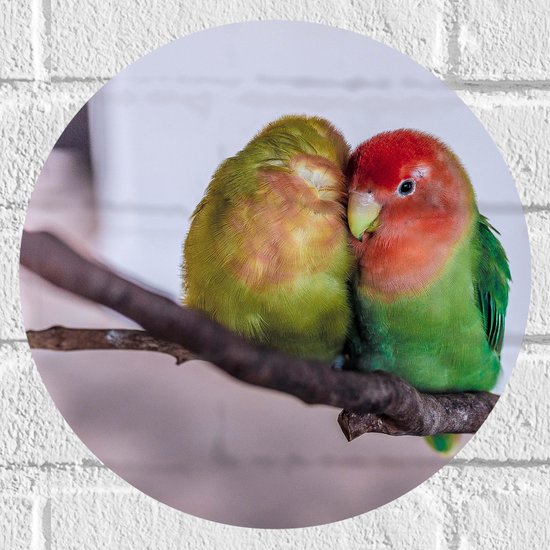 WallClassics - Muursticker Cirkel - Twee Verliefde Vogeltjes op een Tak - 30x30 cm Foto op Muursticker