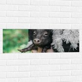 WallClassics - Muursticker - Zwart Baby Varkentje - 90x30 cm Foto op Muursticker