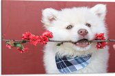 WallClassics - Dibond - Witte Hond met Bloementak - 75x50 cm Foto op Aluminium (Met Ophangsysteem)