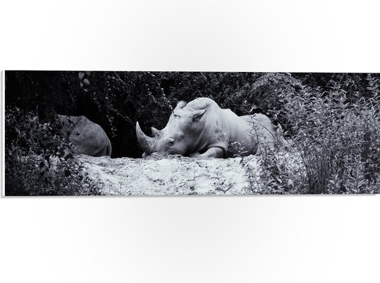 WallClassics - PVC Schuimplaat- Uitgeputte Neushoorn - 60x20 cm Foto op PVC Schuimplaat