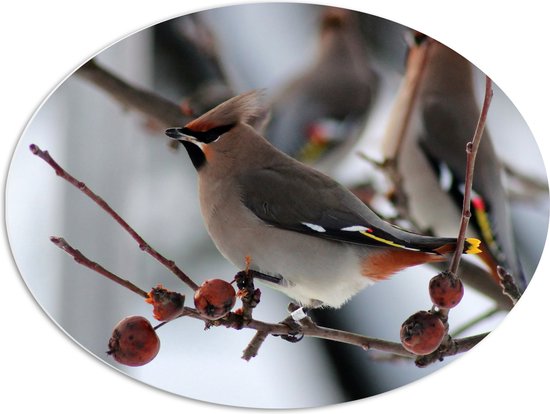 WallClassics - PVC Schuimplaat Ovaal - Vogel op een Tak met Besjes - 68x51 cm Foto op Ovaal  (Met Ophangsysteem)