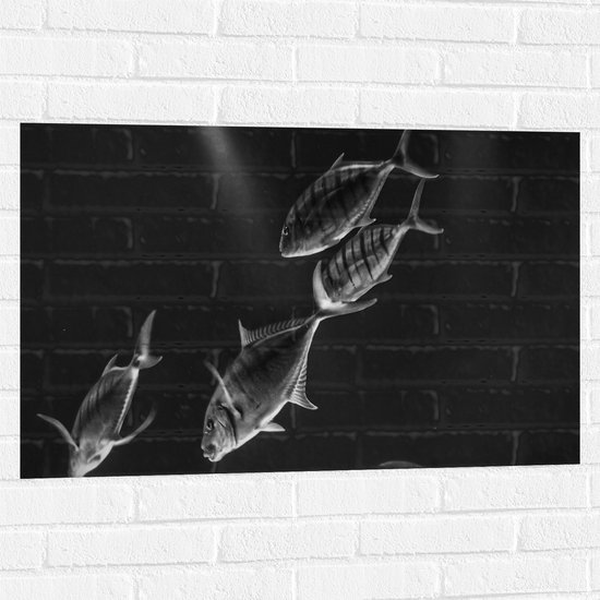 WallClassics - Muursticker - Vissen in het Aquarium Zwart - Wit - 90x60 cm Foto op Muursticker