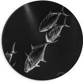 WallClassics - Dibond Muurcirkel - Vissen in het Aquarium Zwart - Wit - 20x20 cm Foto op Aluminium Muurcirkel (met ophangsysteem)