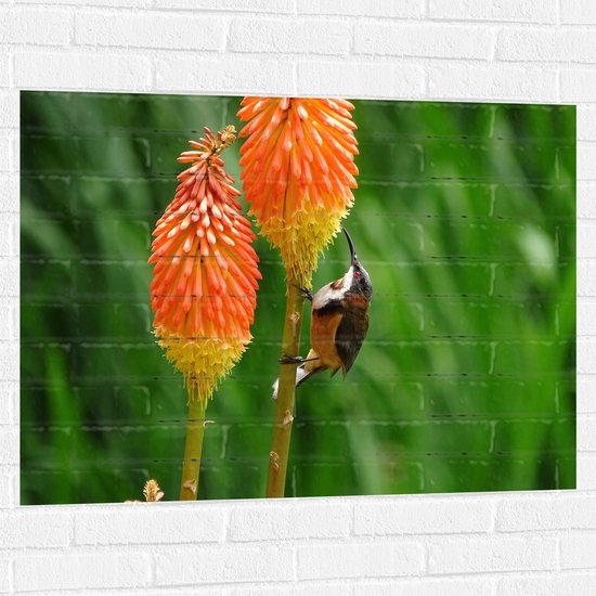 WallClassics - Muursticker - Zwarthalshoning Vogel op oranje Vuurpijl Bloem - 100x75 cm Foto op Muursticker