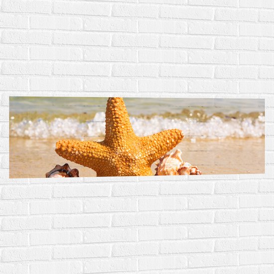 WallClassics - Muursticker - Ster met Schelpjes op het Strand - 120x40 cm Foto op Muursticker