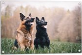 WallClassics - Tuinposter – Twee Herders Honden in het Gras - 75x50 cm Foto op Tuinposter  (wanddecoratie voor buiten en binnen)